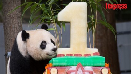Ce panda géant dévore le gâteau d’anniversaire de son enfant
