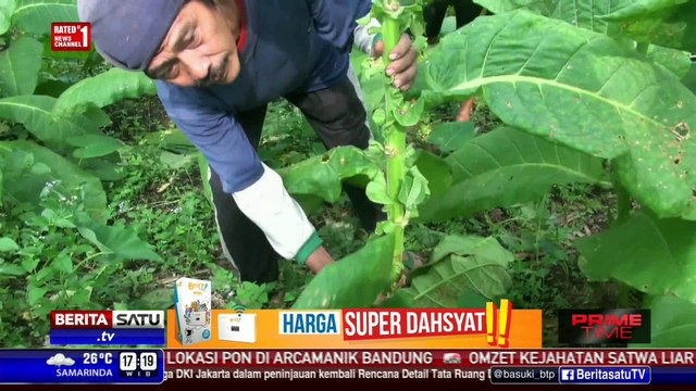 Isu Harga Rokok Naik, Harga Tembakau di Kalangan Petani Turun