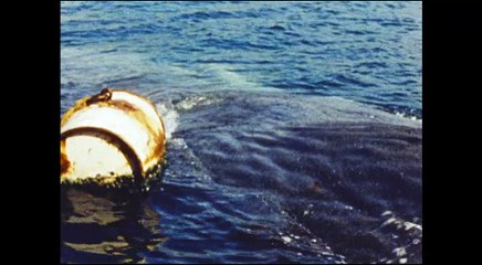 Le Cinéma de Mario Ruspoli - Les Hommes de la baleine - Extrait 1