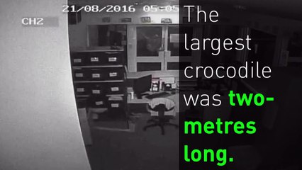 Crocodiles let loose at Australian school by vandals