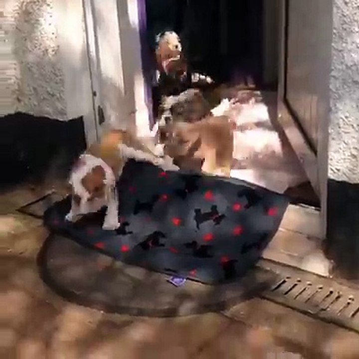 dogs cute 2016