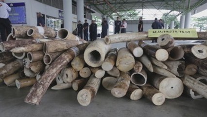 Malasia destruirá marfil confiscado en el aeropuerto