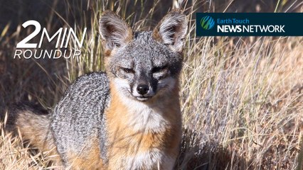 Toothy fish discovery, comeback foxes & a sad end for rare desert lions