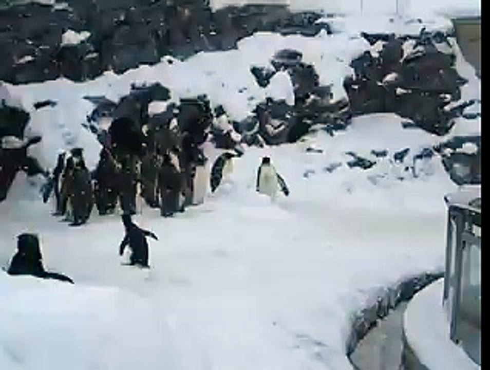 Kendisine piyango çıktığını haber alan penguen