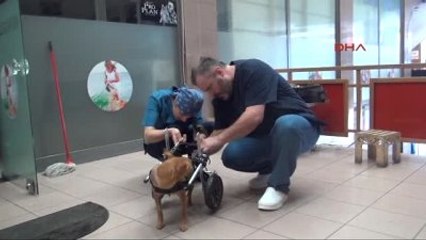 Zonguldak - Trafik Kazası Sonucu Felç Kalan Carlos'a Yürüteç Takıldı