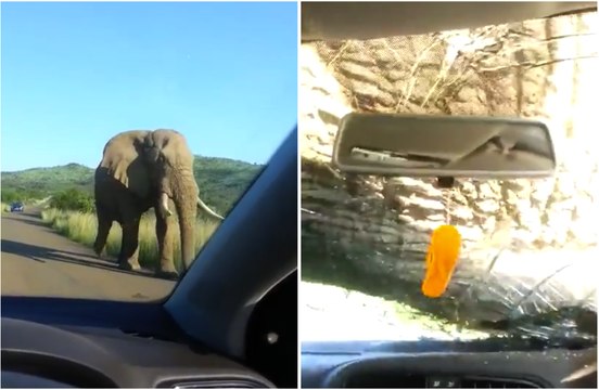 Une rencontre avec un éléphant tourne très mal lors d'un safari !