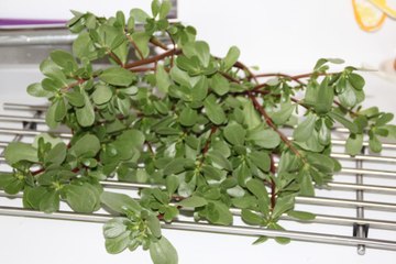 Tens esta planta no teu jardim? Então é melhor procurares uma... Nunca imaginei!