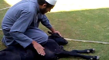 Power-of-the-Word-of-Allah-whispered-to-Wild-Animal