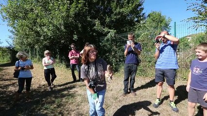 Six rapaces relâchés par Charente Nature (vidéo M. Bouzzit)