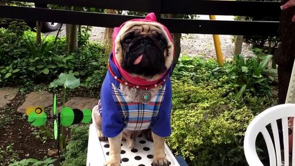 Puppy Videos - Skateboard I love pug