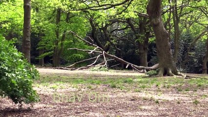 Giant Anaconda vs Jaguar - Python vs Tiger - Python vs Leopard