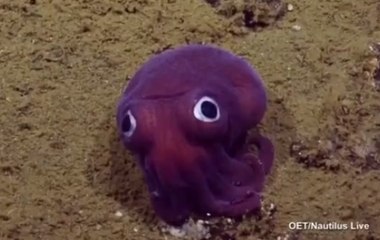 Cette pieuvre violette fait hurler de rire les scientifiques
