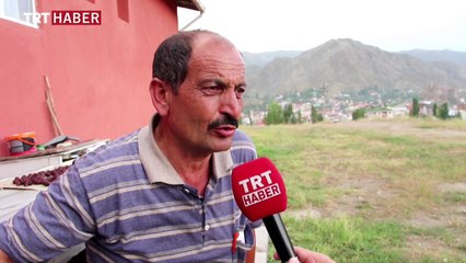 İnsanlarla dost yavru tilki