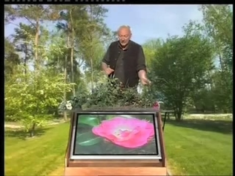 Deuxieme taille des rosiers