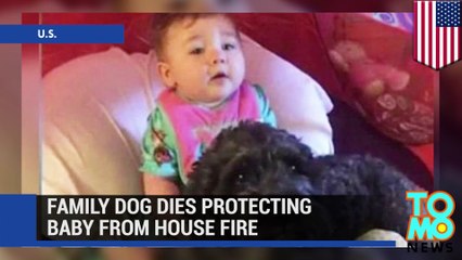 Loyal family dog dies saving baby from fire