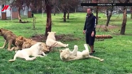 Mira el increíble momento en que un tigre salva a su cuidador del ataque de un leopardo