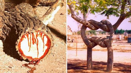 12 Trees You Won't Believe Actually Exist