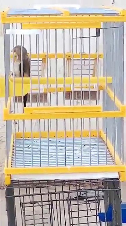 Incroyable regardez mes amis ce phénomène magnifique Chant Chardonneret de : Hamza Didin