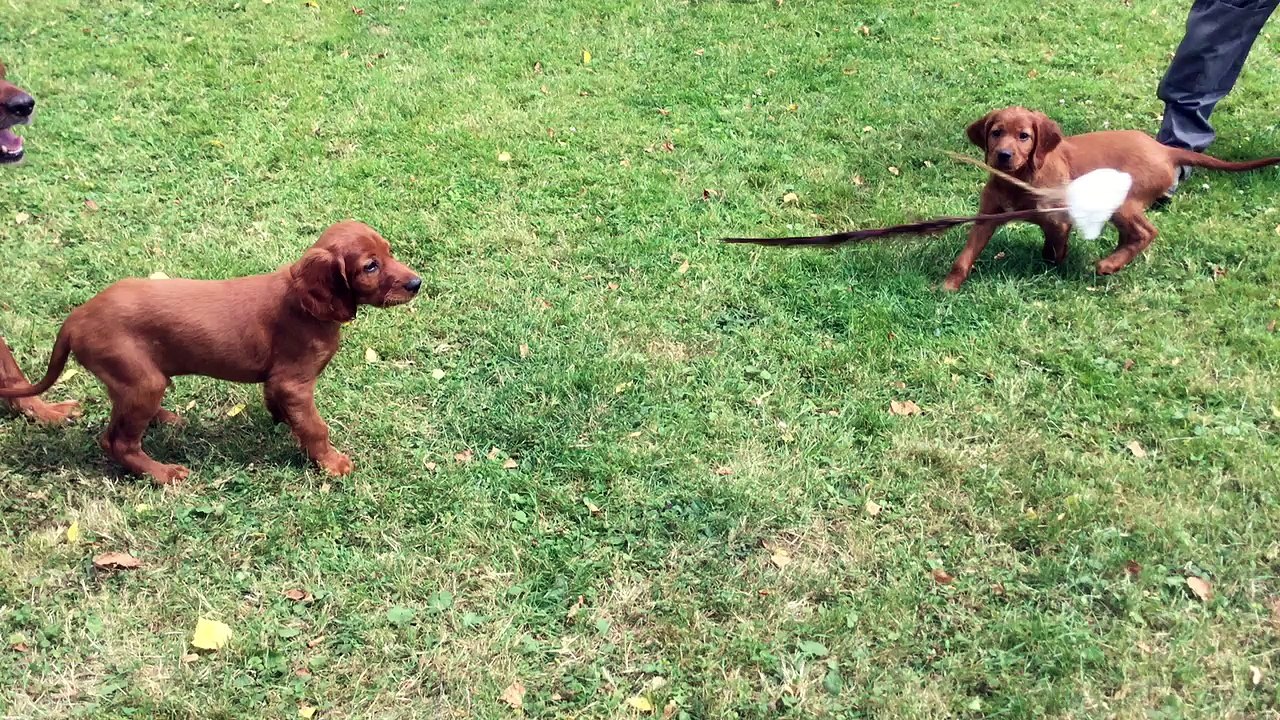 setter irlandais à 9 semaines 