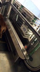 Dog Treadmill Escalator