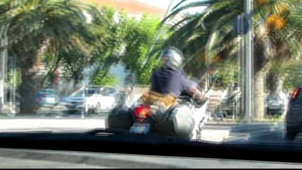 Dog driving on motorbike