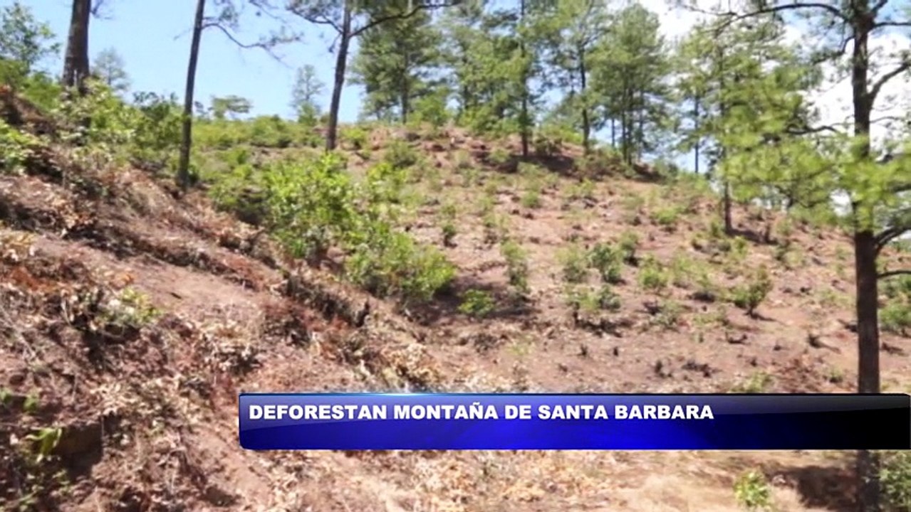 Deforestan montaña en Santa Barbara