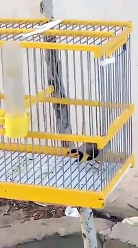 Incroyable jeune Chardonneret un grand phénomène magnifique Chant Chardonneret de : Hamza Didin un grand merci frère