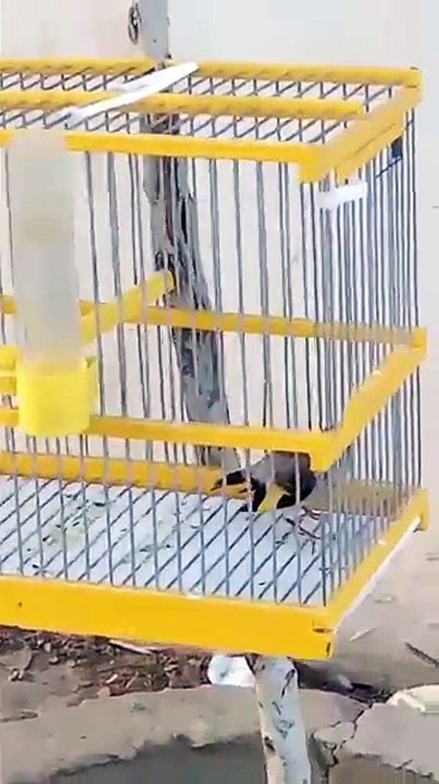 Incroyable jeune Chardonneret un grand phénomène magnifique Chant Chardonneret de : Hamza Didin un grand merci frère