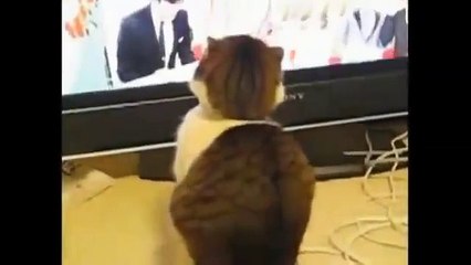 Gatti Divertenti da morire