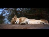 South Africa Tourism Promo