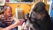 Watch Koko The Gorilla Play Guitar With The Red Hot Chili Peppers