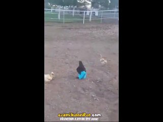 Annesinden Salçalı Ekmek İsteyen Çocuk Gibi Giydirilmiş Tavuk