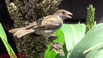 House sparrow