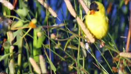 Visite de Grand-Papa à Ste-Martine