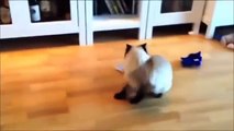 Videos De Risa De Gatos - Videos Chistosos Gatos - Para Morirse De La Risa