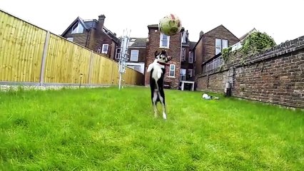 VIDEOS GRACIOSOS DE PERROS