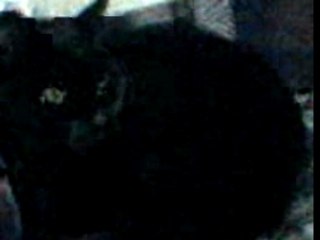 Mon chat (demi dieu)