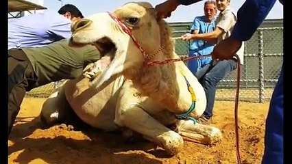 camel eat a man with ...