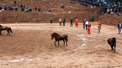 Stories about horses part 11