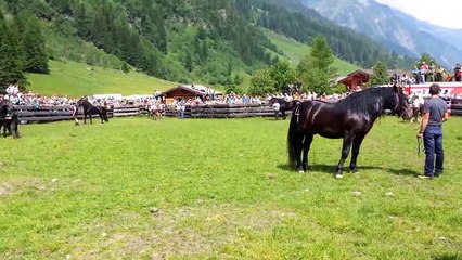 Stories about horses part 13