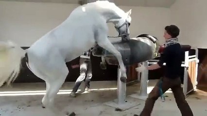 Stories about horses part 1