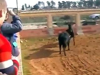 Stories about horses part 6