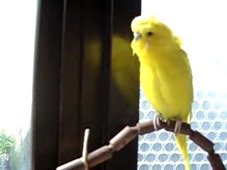 おしゃベリー（６）