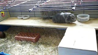 JuCes Meerschweinchen 25