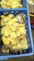 Cat relaxing in a basket with some chickens