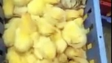 Cat relaxing in a basket with some chickens