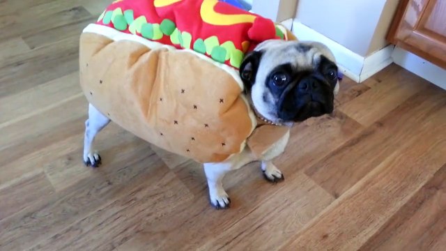 Des chiens enchainent les FAILS - Compilation hilarante de fail d'animaux