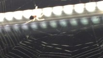 Des dizaines d'araignées au 40ème étage d'un gratte ciel à Chicago en train de tisser leur toile