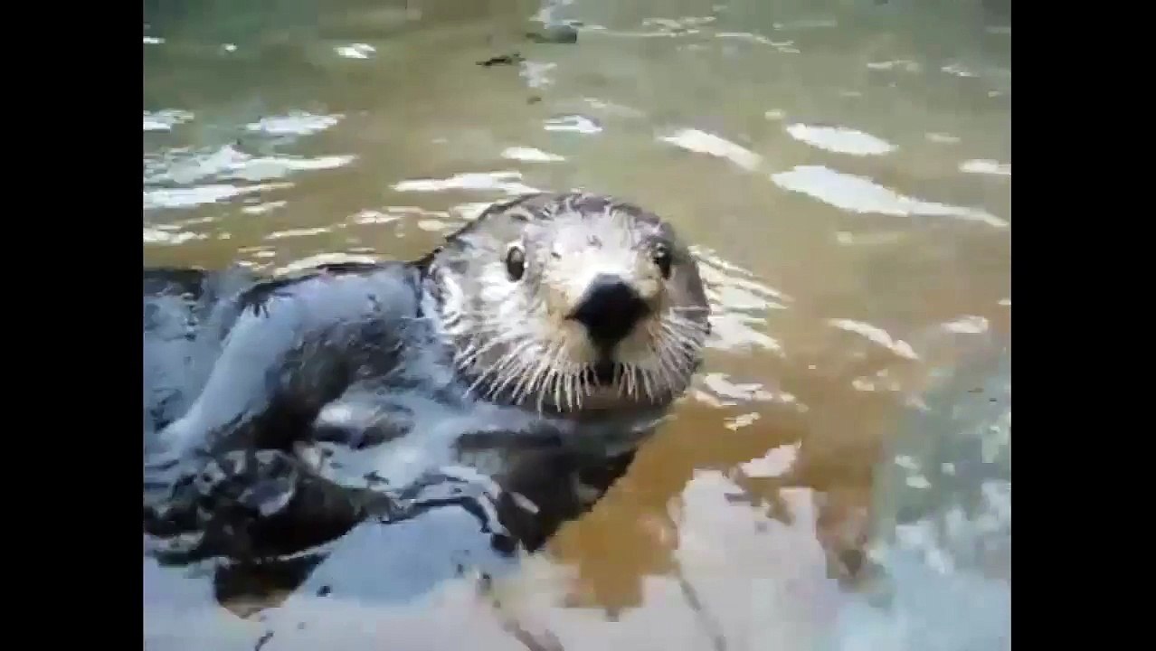 Funny Otter Can Reply with a Human