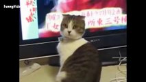 Video very funny cats  cats falling over and over again